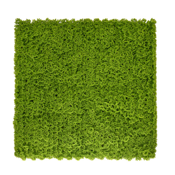 Jardín Vertical Musgo Verde