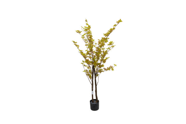 Arce Amarillo en Maceta Artificial