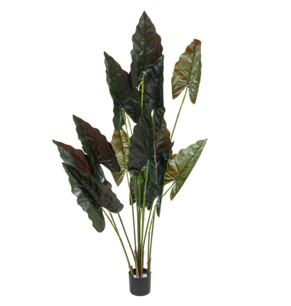 Alocasia Lila 170CM