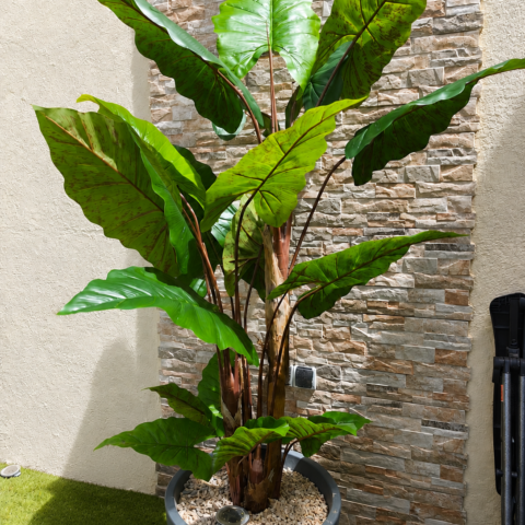 ALOCASIA TRONCO NATURAL 150CM