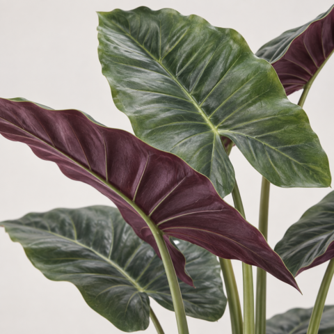 Alocasia Lila Artificial 120CM