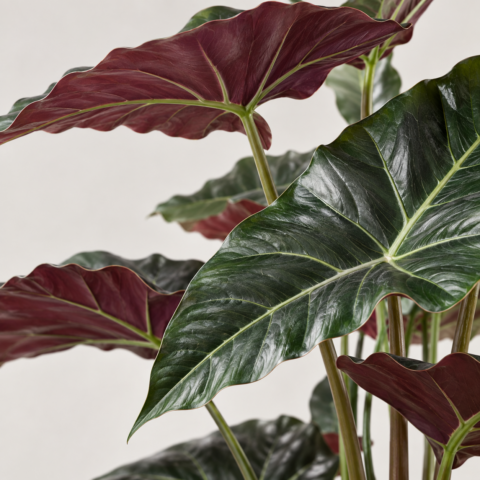 Alocasia Lila Artificial 170CM