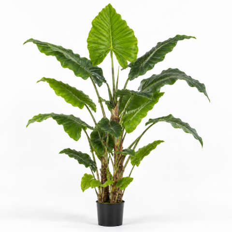 Alocasia Tronco Natural 180 CM