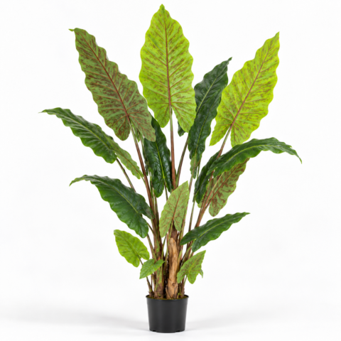 Alocasia Tronco Natural 180CM