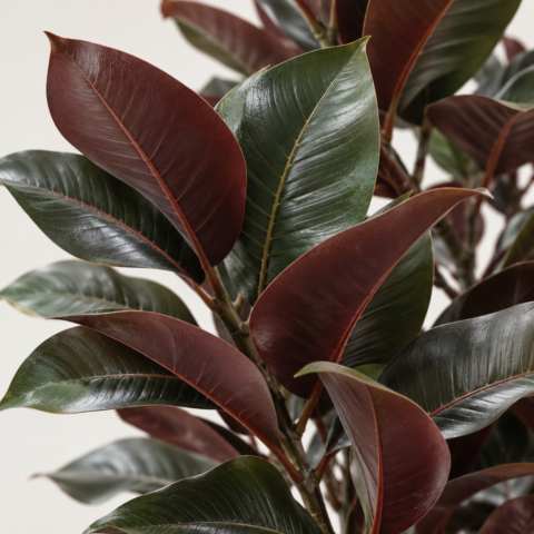 Amaranta Artificial 155CM