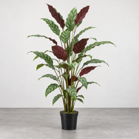 Aphelandra 160CM