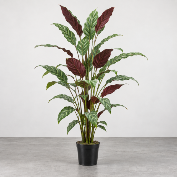 Apelandra 160CM