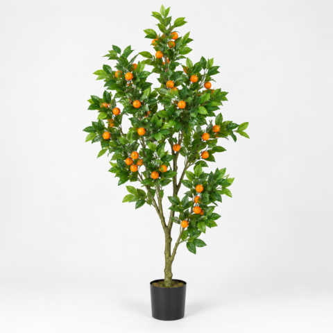 Calamondin Orange Tree 180cm
