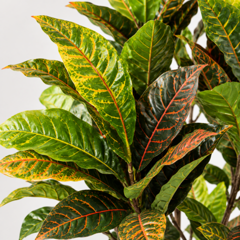 Planta Crotón 120CM