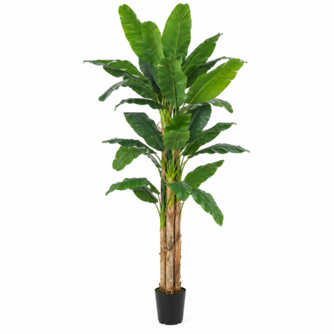 Bananeira Tronco Natural 240 CM
