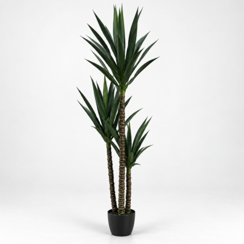 Yuca 160CM